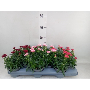 Dianthus  'Oscar'   ...mix