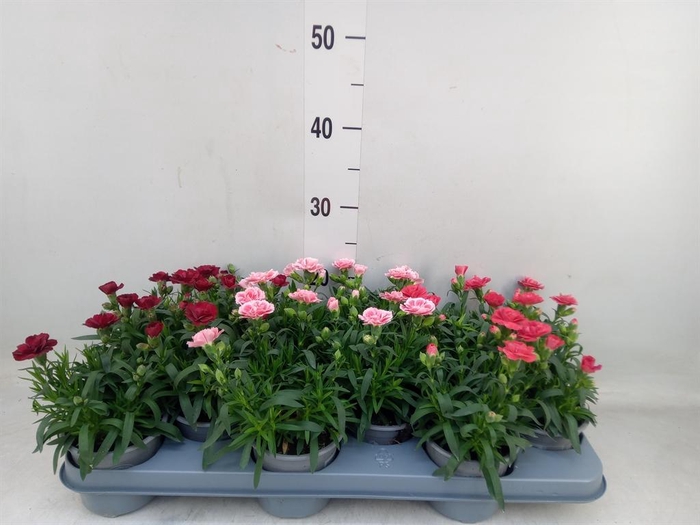 <h4>Dianthus  'Oscar'   ...mix</h4>