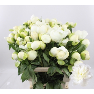 PAEO L DUCHES D NEMO