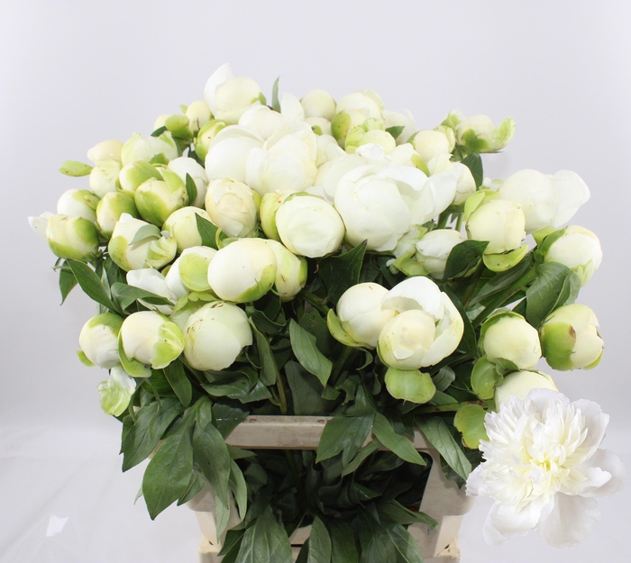 <h4>PAEO L DUCHES D NEMO</h4>