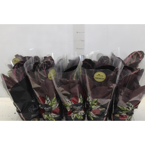 CALATHEA SURPRISE STAR P12