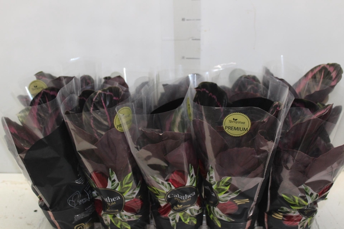 <h4>CALATHEA SURPRISE STAR P12</h4>