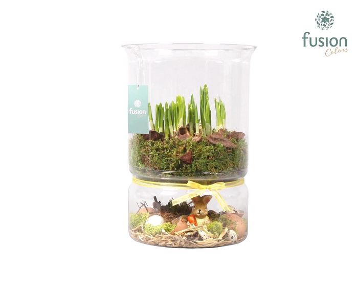 <h4>Green Bottle duopot XL met Narcis</h4>