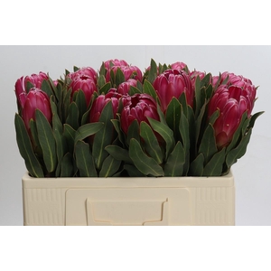 Protea Brenda