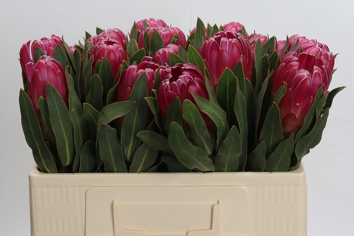 <h4>Protea Brenda</h4>