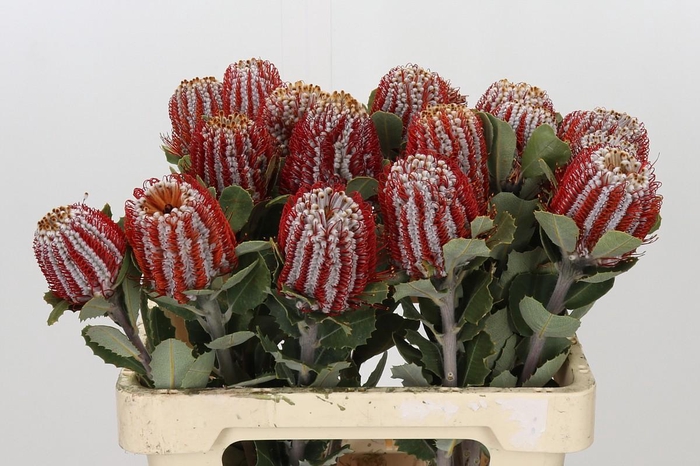 <h4>Banksia Coccinea</h4>