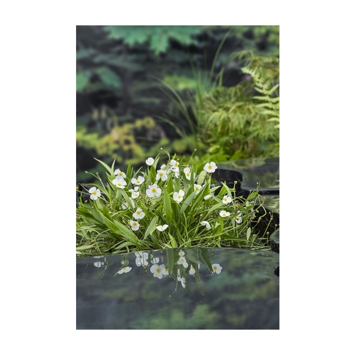 <h4>Baldellia ranunculoides</h4>