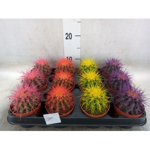 Echinocactus grusonii