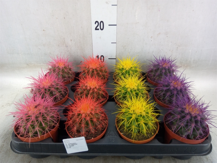 <h4>Echinocactus grusonii</h4>