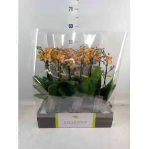 Phalaenopsis multi.   ...orange