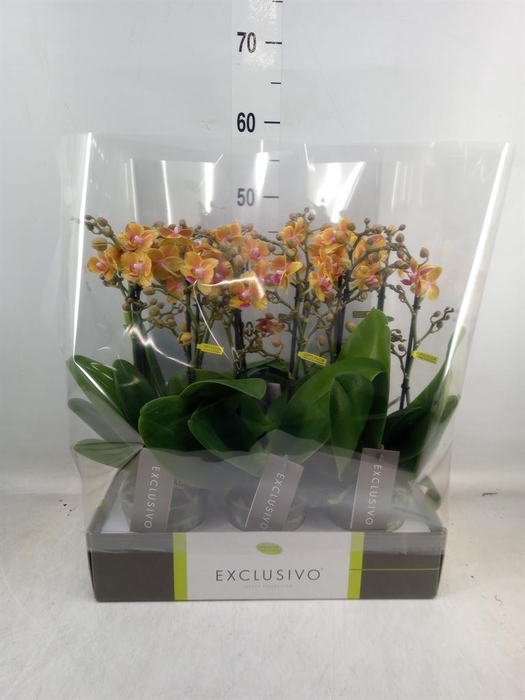<h4>Phalaenopsis multi. ...orange</h4>