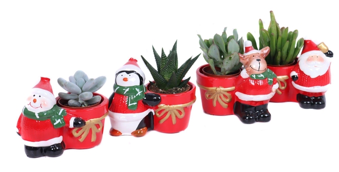 <h4>Succulenten mix 5,5 cm in kerstmix planter</h4>
