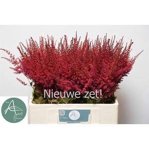 Astilbe Paul Gaarder Aert