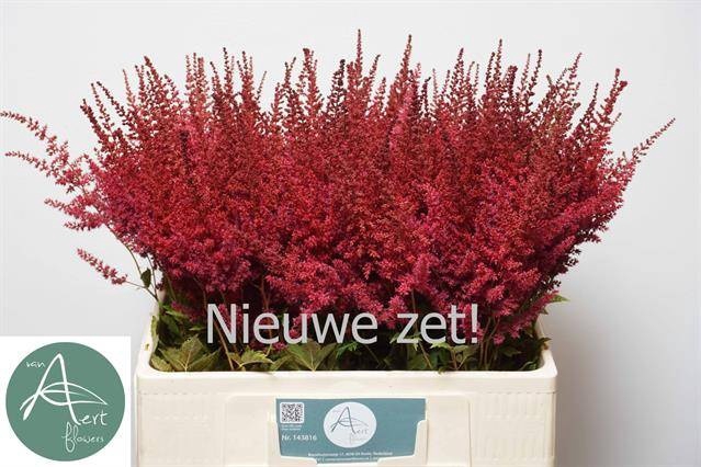 <h4>Astilbe Paul Gaarder Aert</h4>