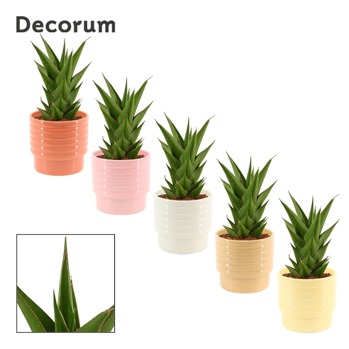 <h4>Sansevieria Temple Crown 12 cm in Naemi (Sympathetic moods-colle</h4>