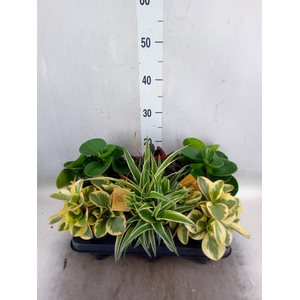 Planten  ..mix