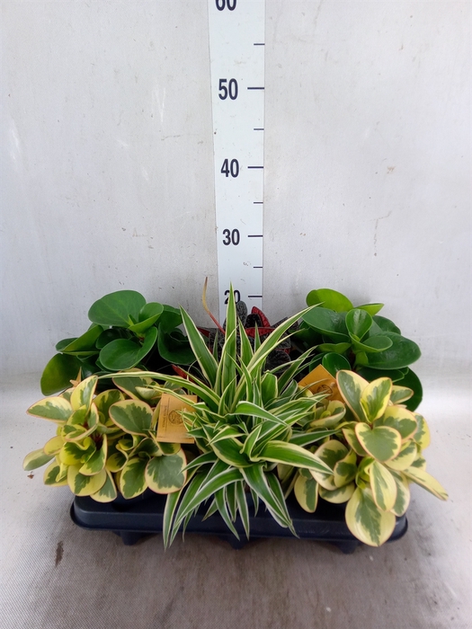 <h4>Planten  ..mix</h4>