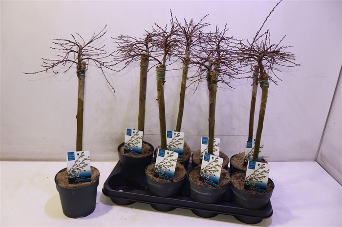 <h4>Salix Rep Iona</h4>