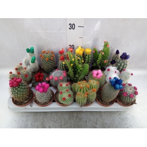 Cactus   ...decorated