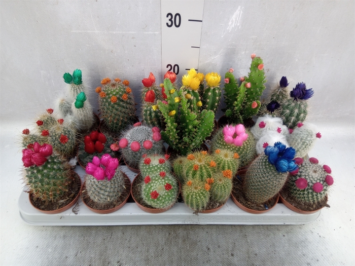 <h4>Cactus   ...decorated</h4>