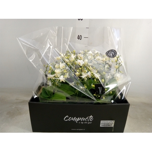 Phalaenopsis multi. 'Cream Punch'