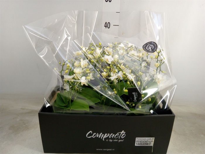 <h4>Phalaenopsis multi. 'Cream Punch'</h4>