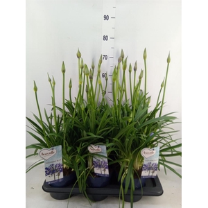 Agapanthus  'Amourette Shock Blue'