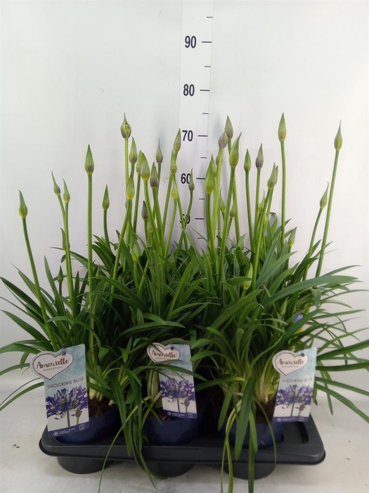 <h4>Agapanthus  'Amourette Shock Blue'</h4>