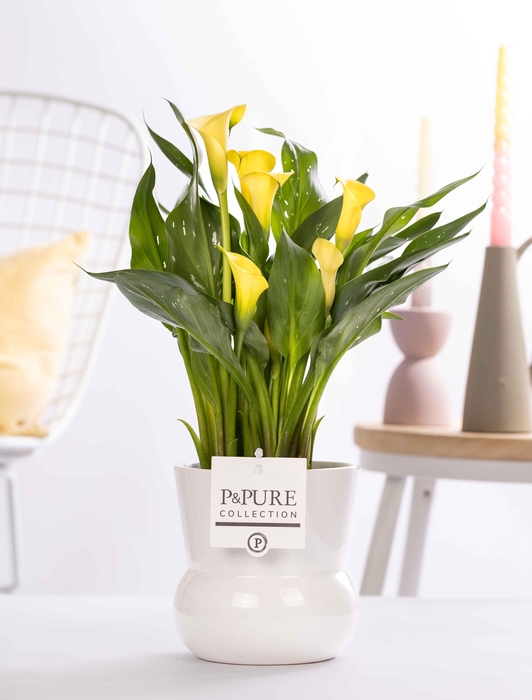 <h4>Zantedeschia yellow in P&PURE Plant Vase Maxima white</h4>