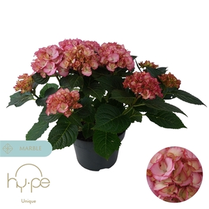Hydrangea Ave Pink 7+ | Hy-pe Unique