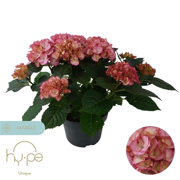Hydrangea Ave Pink 10+ | Hy-pe Unique