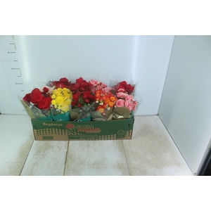 BEGONIA P11