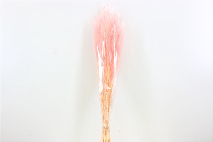 Dried Ouro L Pink Bunch