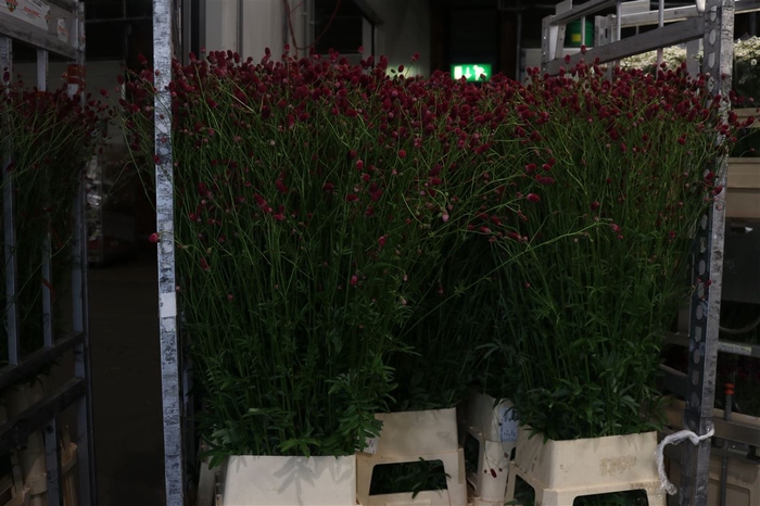 <h4>Sanguisorba O Arnhem 160cm Xxl</h4>