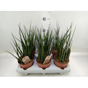 Sansevieria  'Fernwood'