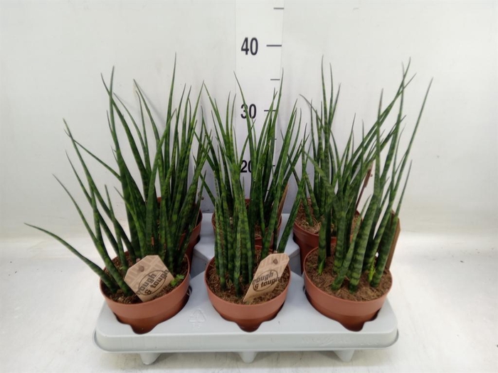 <h4>Sansevieria 'Fernwood'</h4>