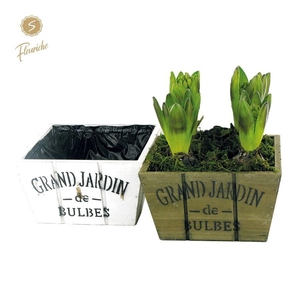 (4701) Hyacint Bucket Square 4PP Mos