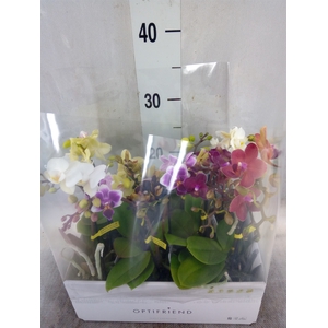 Phalaenopsis multi.   ...mix  5