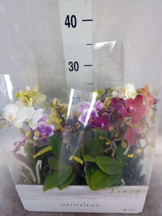 <h4>Phalaenopsis multi.   ...mix  5</h4>
