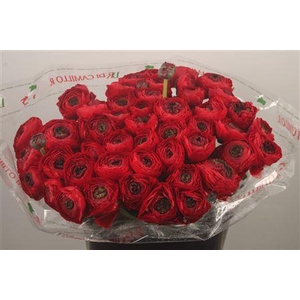 Ran... Su Tango Super X50