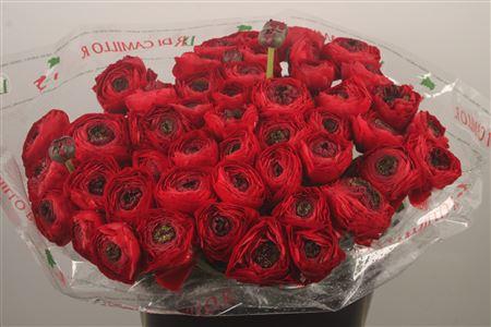 Ran... Su Tango Super X50