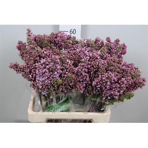 Syr V R V Horstenst 2+