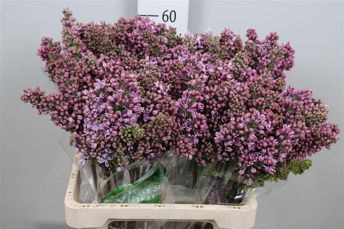 <h4>Syr V R V Horstenst 4+</h4>