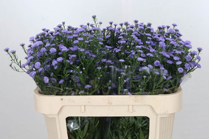 <h4>Aster Baby Blue</h4>