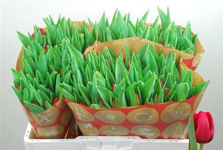 <h4>Tu En Red Stone</h4>