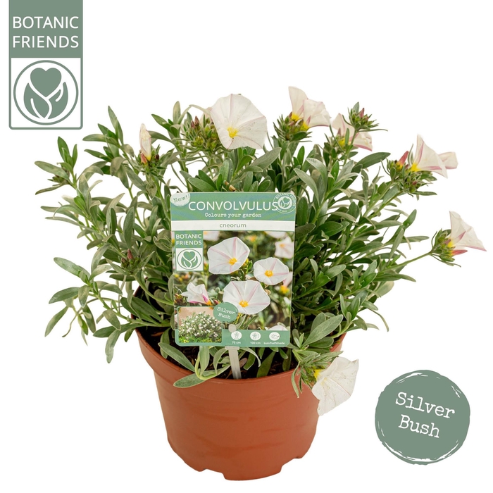 <h4>Convolvulus cneorum</h4>