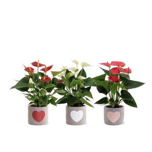 Anthurium 3 color mix in Jolijn 2 ceramics