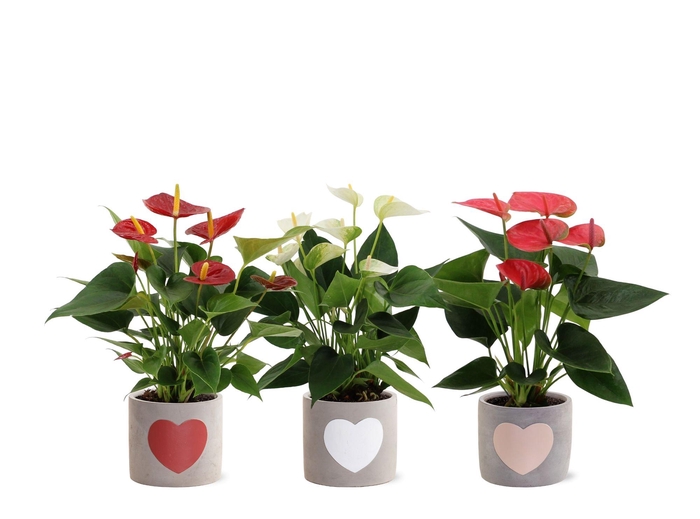 <h4>Anthurium 3 color mix in Jolijn 2 ceramics</h4>