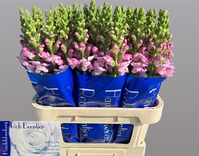 <h4>Antir Opus Lavender</h4>