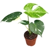 Monstera deliciosa 'Thai Constellation'
